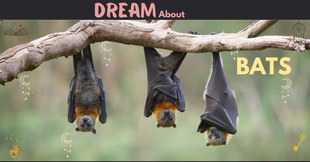 Dream about Bats