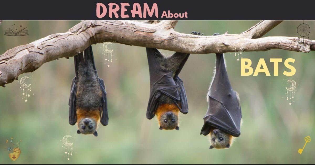 Dream about Bats