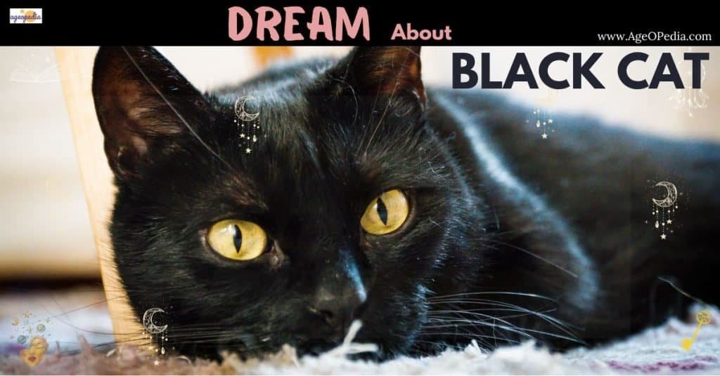 Dream about Black Cat