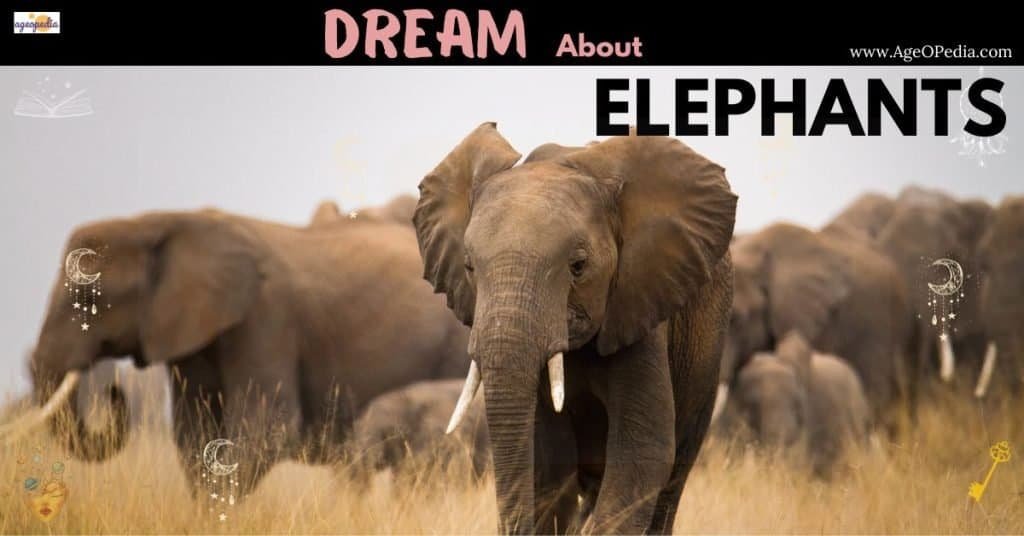 Dream about Elephants