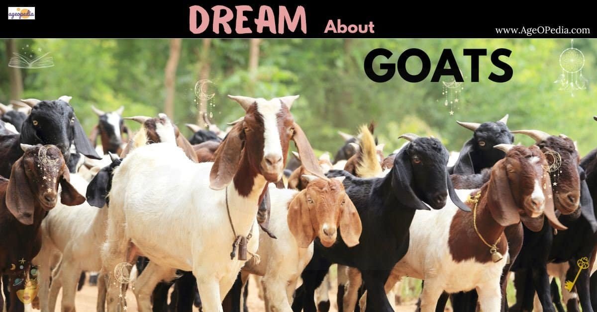 Dream about Goats