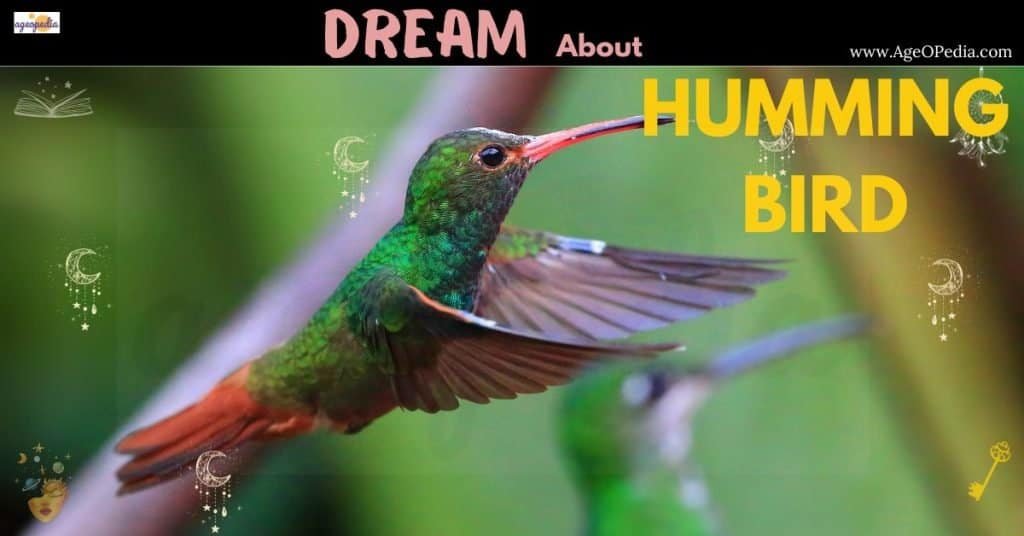 Dream about Humming Bird