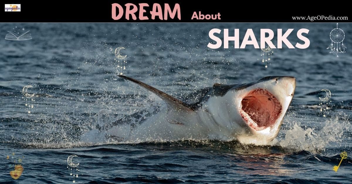Dream about Sharks