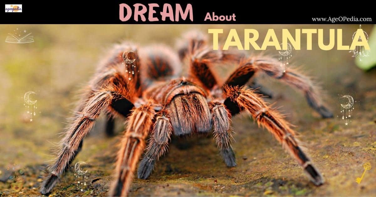Dream about Tarantula