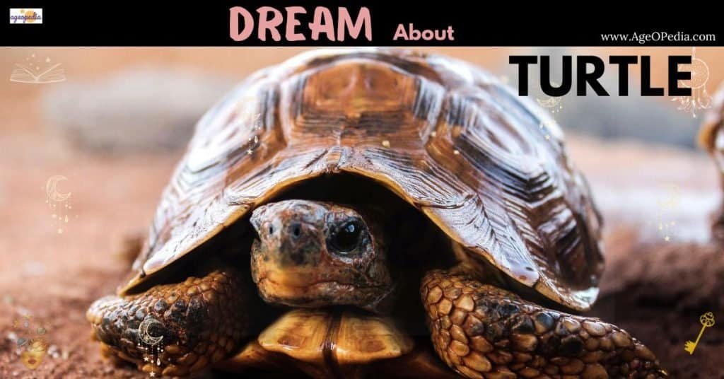 Dream about Turtles