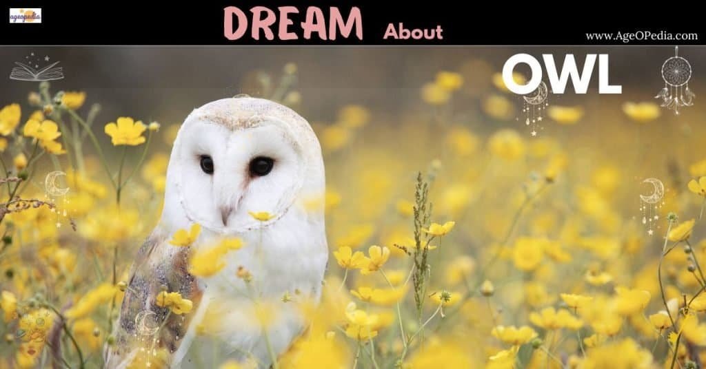 Dream about an Owl